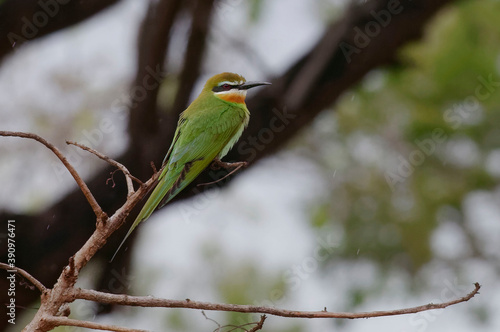Madagascar Bee-eater (Merops superciliosus) - Madagascar