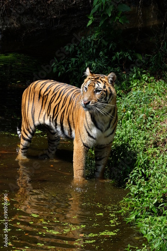 tiger in the river