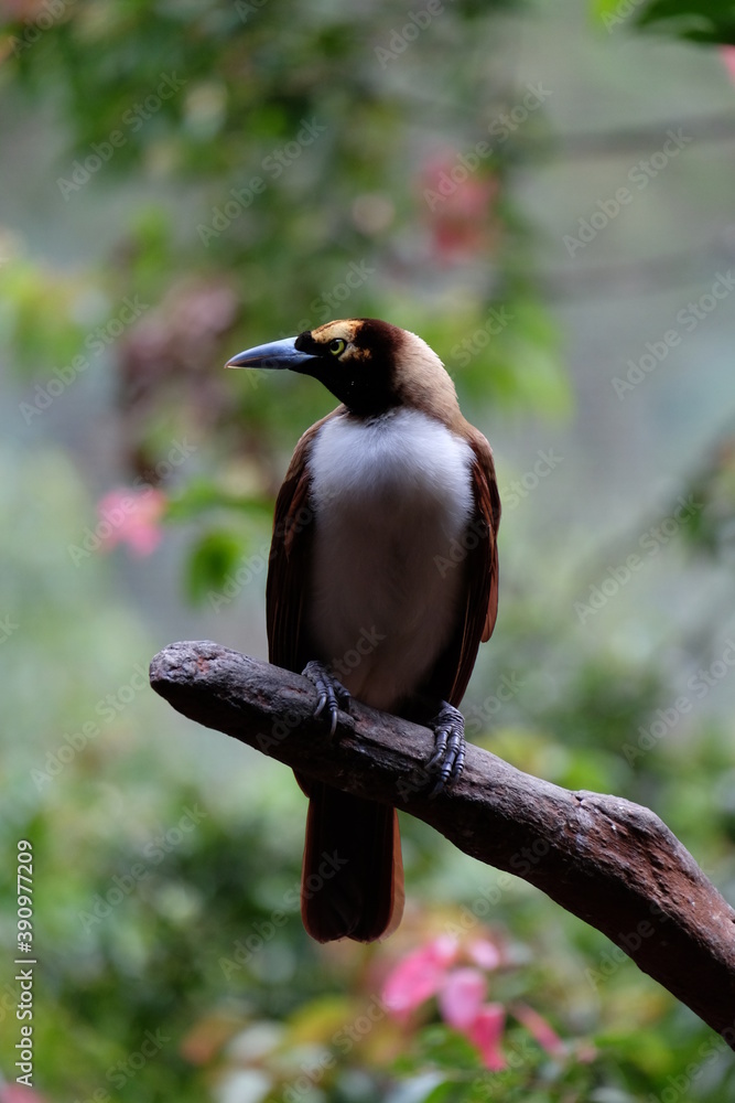 Naklejka premium kingfisher on branch