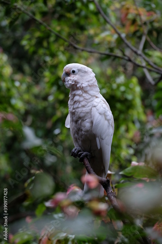 grey parrot in the zoo