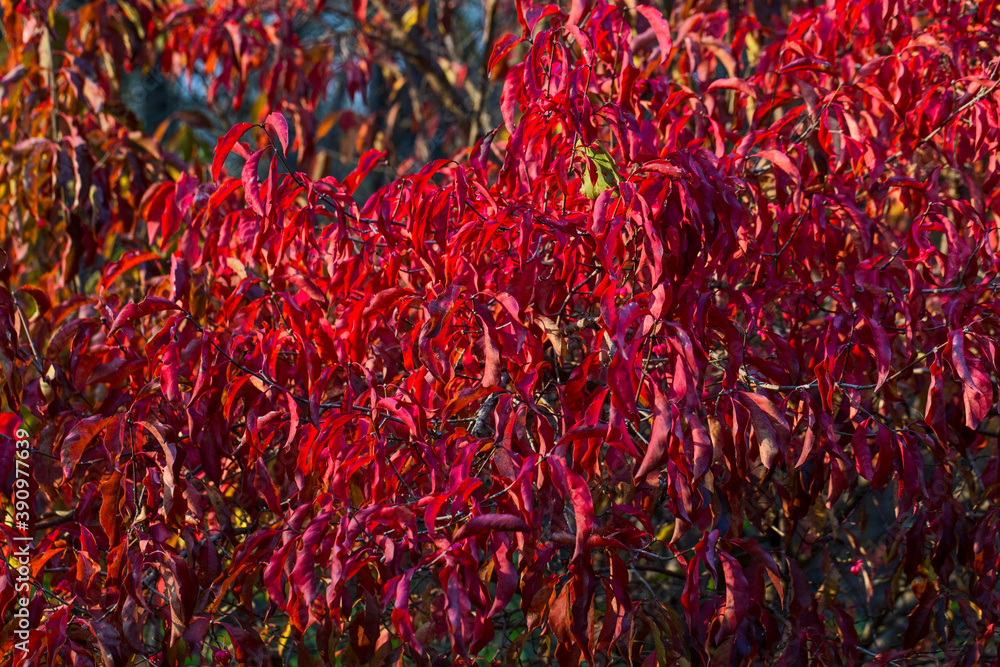 Fototapeta premium Wonderful autumn tree background. Voronezh Nature Reserve. The Central part of European Russia.
