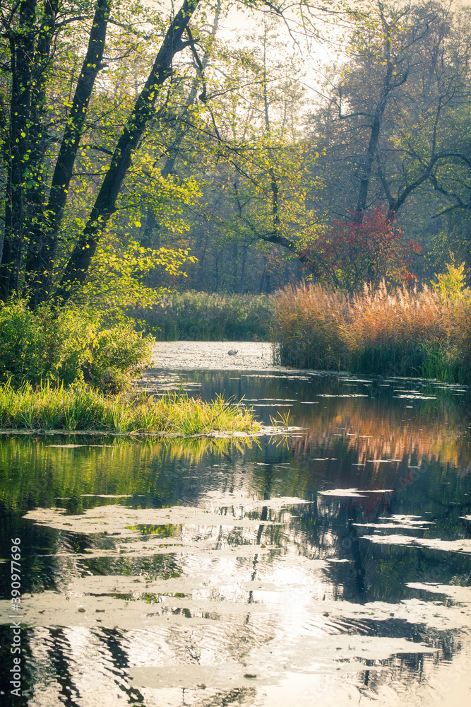 Fototapeta premium Wonderful autumn forest landscape. Voronezh Nature Reserve. The Central part of European Russia.