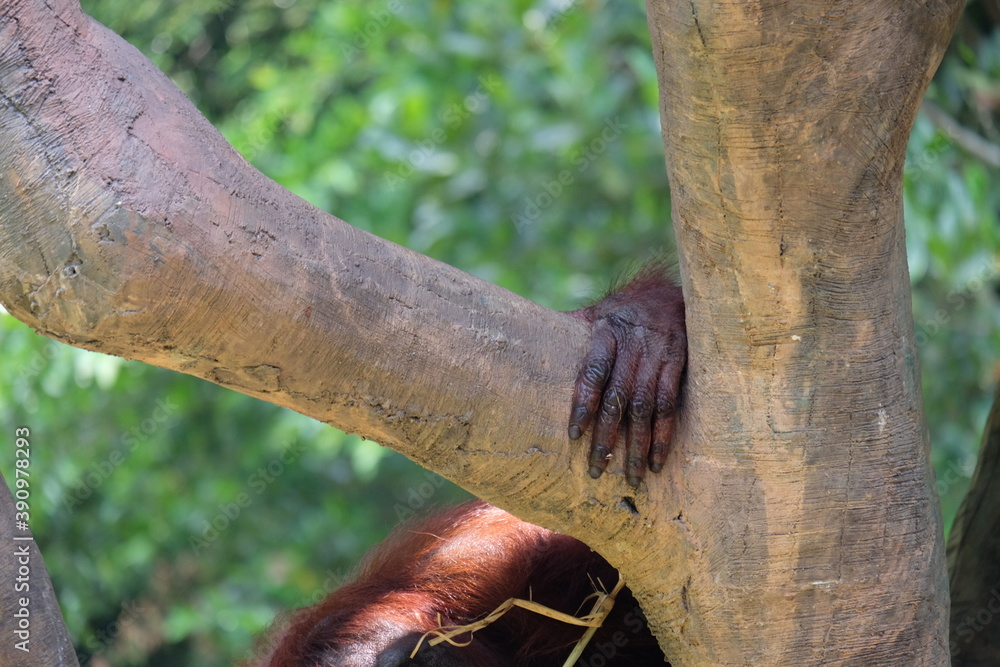 orangutan hand holding a tree orangutan hand holding a tree