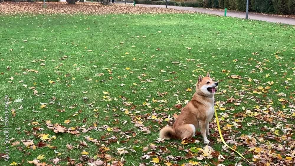 Slow motion video of a Shiba Inu dog playing with fallen leaves in the park. Slow motion video of a Shiba Inu dog playing with fallen leaves in the park.