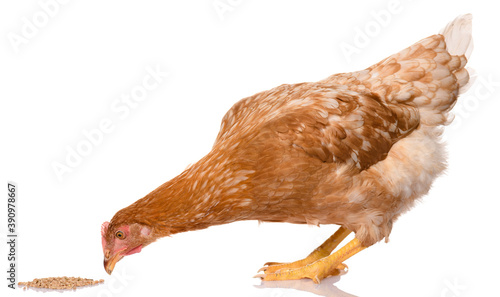 one brown chicken pecking grains, isolated on white background, studio shoot