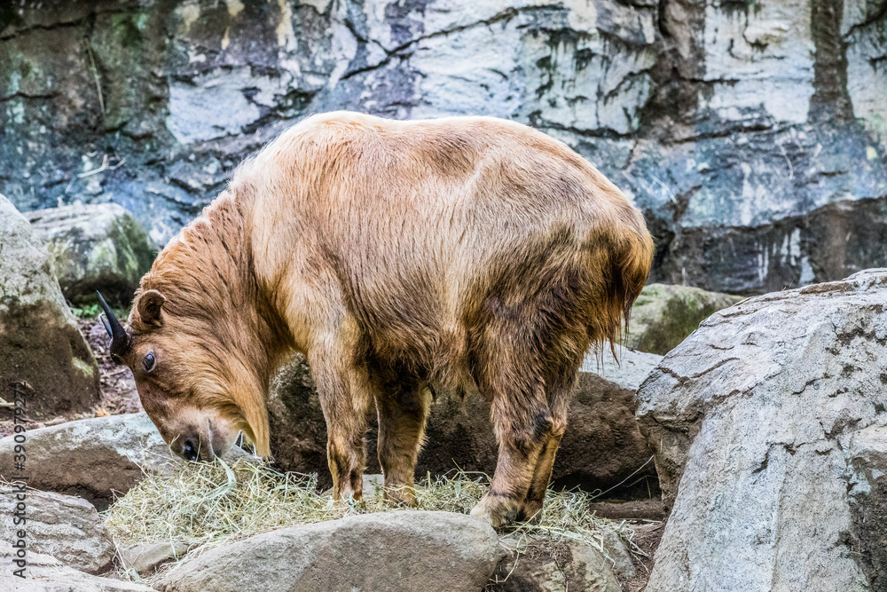 Obraz premium ゴールデンターキン