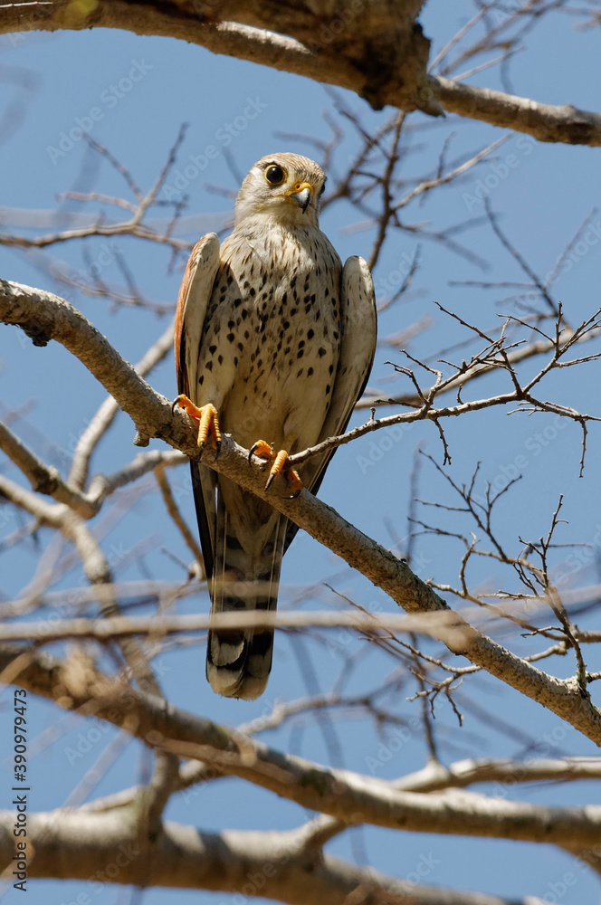 Obraz premium Madagascar Kestrel (Falco newtoni) - Madagascar