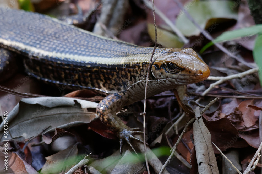 Naklejka premium Zonosaurus laticaudatus Lizard - Madagascar