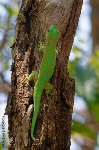 Madagascar giant day gecko (Phelsuma grandis) - Madagascar
