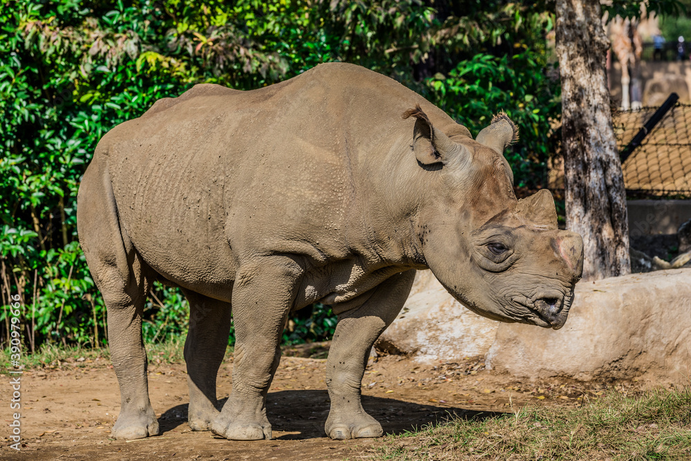 Obraz premium ヒガシクロサイ