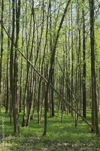 Trees in the spring deciduous forest. Beautiful shady forest.