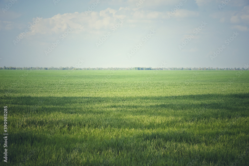 Fototapeta premium Beautiful cloudy sky over a green farm field. Fresh wheat sprouts in a spring field. Agricultural landscape.