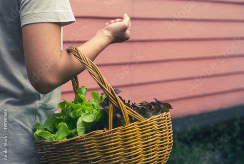 woman harvest green organic lettuce from farm and keep them in basket