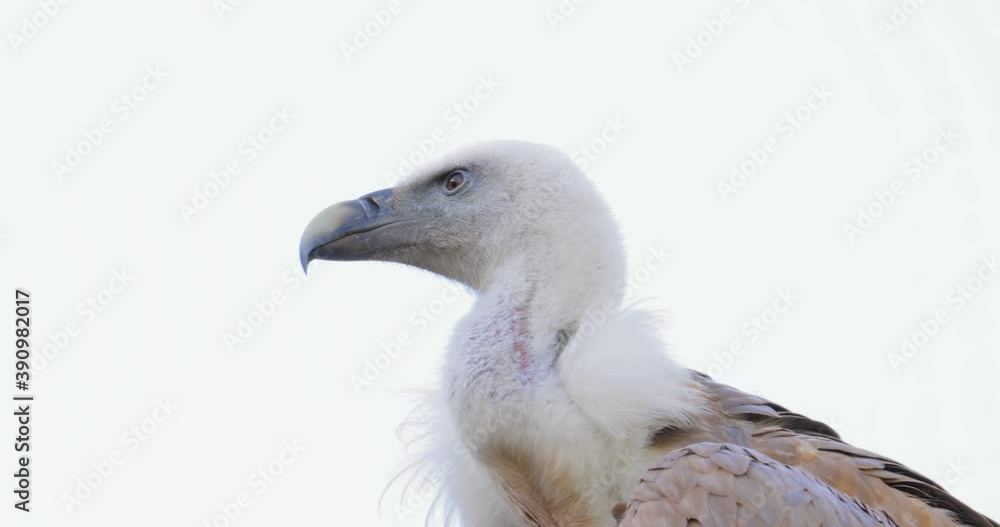 Griffon vulture (Gyps fulvus) is a large Old World vulture in the bird of prey family Accipitridae. It is also known as the Eurasian griffon. Griffon vulture (Gyps fulvus) is a large Old World vulture in the bird of prey family Accipitridae. It is also known as the Eurasian griffon.