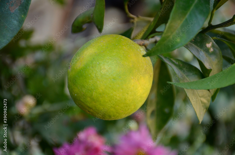 the green ripe grapefruit with leaves in the garden. the green ripe grapefruit with leaves in the garden.