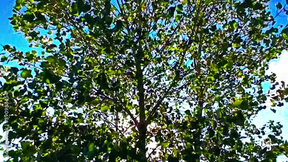 Scene with treetop swaying in wind and sun rays in background. Static