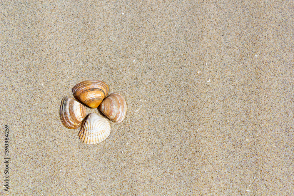 shell on the beach
