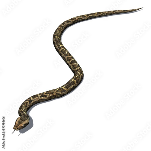 Wild animals - python with shadow on the floor - isolated on white background - 3D illustration