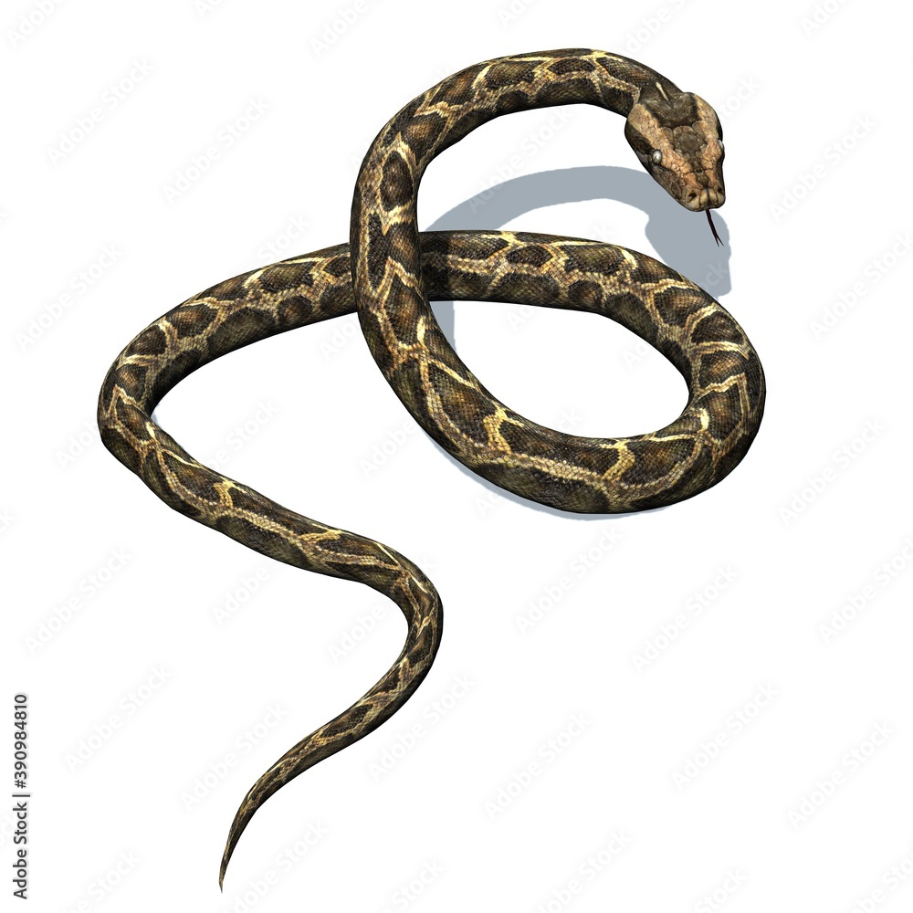 Wild animals - python with shadow on the floor - isolated on white background - 3D illustration Wild animals - python with shadow on the floor - isolated on white background - 3D illustration