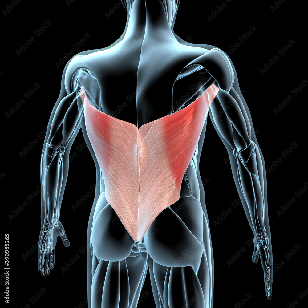 3d Illustration of the Latissimus Dorsi Muscles on Xray Musculature Stock  Illustration | Adobe Stock