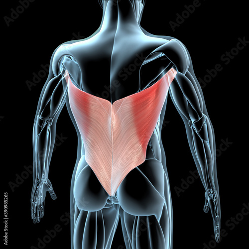 3d Illustration of the Latissimus Dorsi Muscles on Xray Musculature photo