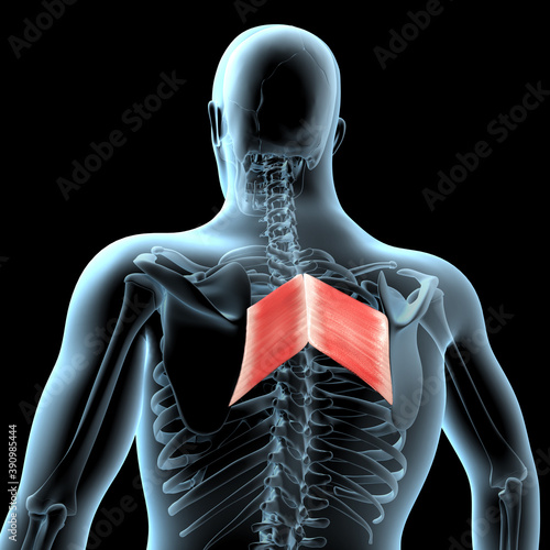 Fotografie 3d Illustration of the Rhomboid Major Muscles Anatomical Position on Xray Body