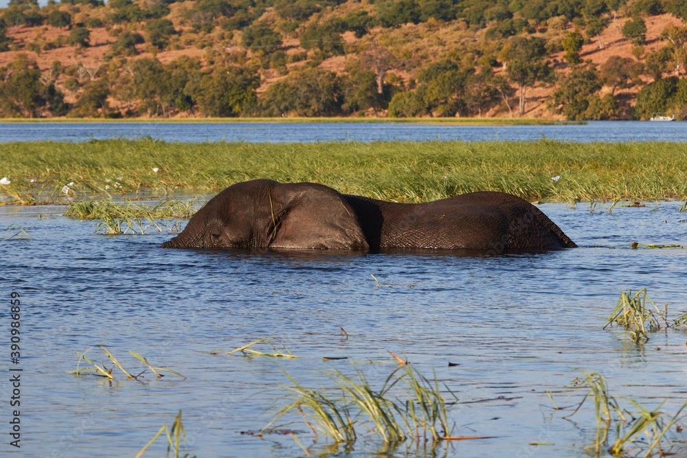 Elephant eating grass in the Chobe River Elephant eating grass in the Chobe River
