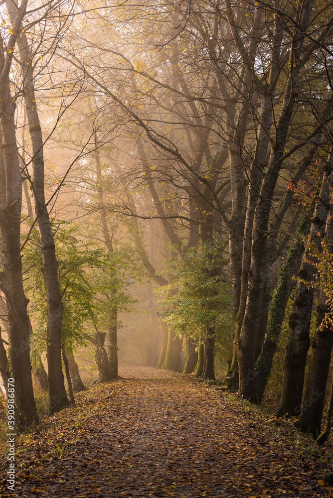 Foggy sunrise in a woods during autumn foliage Foggy sunrise in a woods during autumn foliage