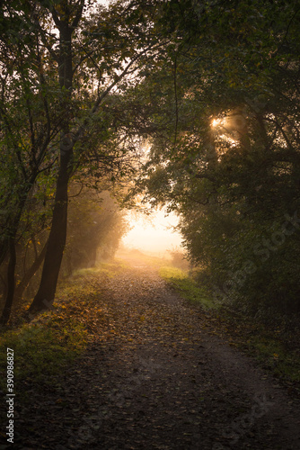Fototapeta Naklejka Na Ścianę i Meble -  Foggy sunrise in a woods during autumn foliage
