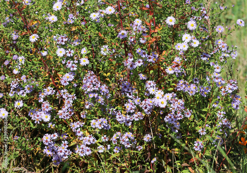 Light blue flowers Asters