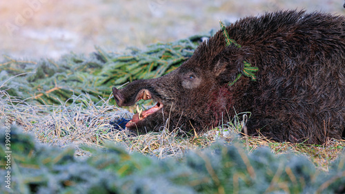 Caught a large wild boar as a hunting trophy, (Sus scrofa), beautiful white teeth. photo