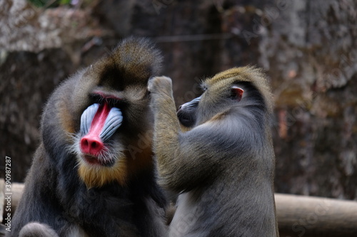 Murais de parede The mandrill is a primate of the Old World monkey family.