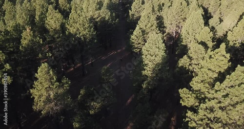 Flagstaff Arizona Forest from Above Drone Aerial Autumn Fall Flyover Isolated