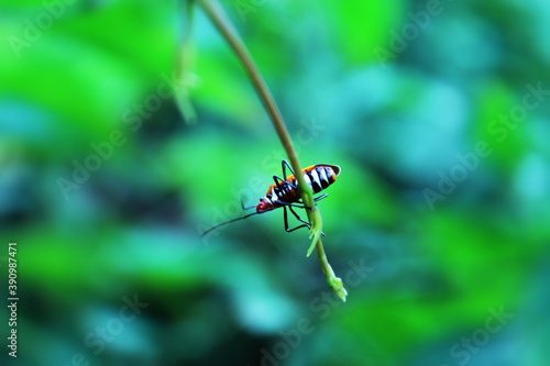 Wallpaper Mural beetle perch on leaves. flower . beautiful background.	 Torontodigital.ca