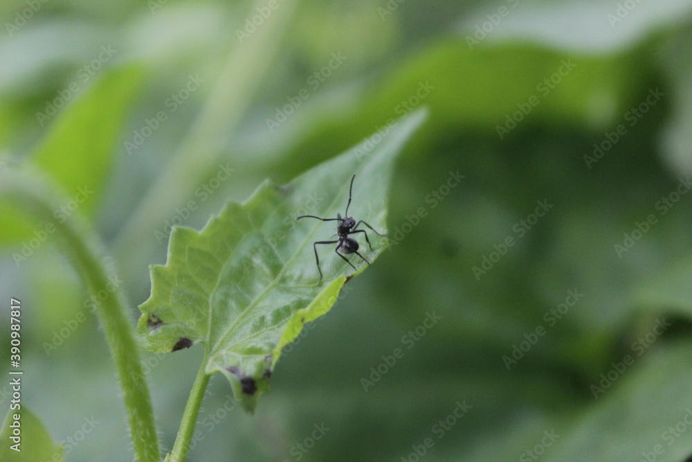 Black ant . Close up One red ant on green leaf and leaf background Black ant . Close up One red ant on green leaf and leaf background
