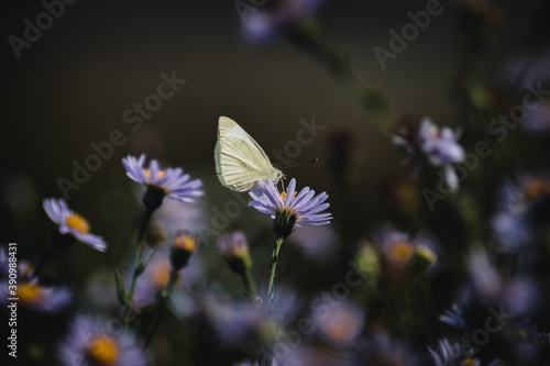 butterfly on a flower © Bogdan