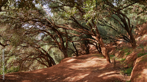 Sandy footpath through a forest with twisted trees with green leaves near the Ouzoud Falls in Ouzoud, Morocco.