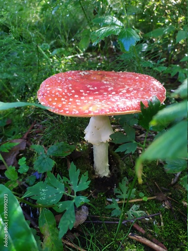 fly mushroom
