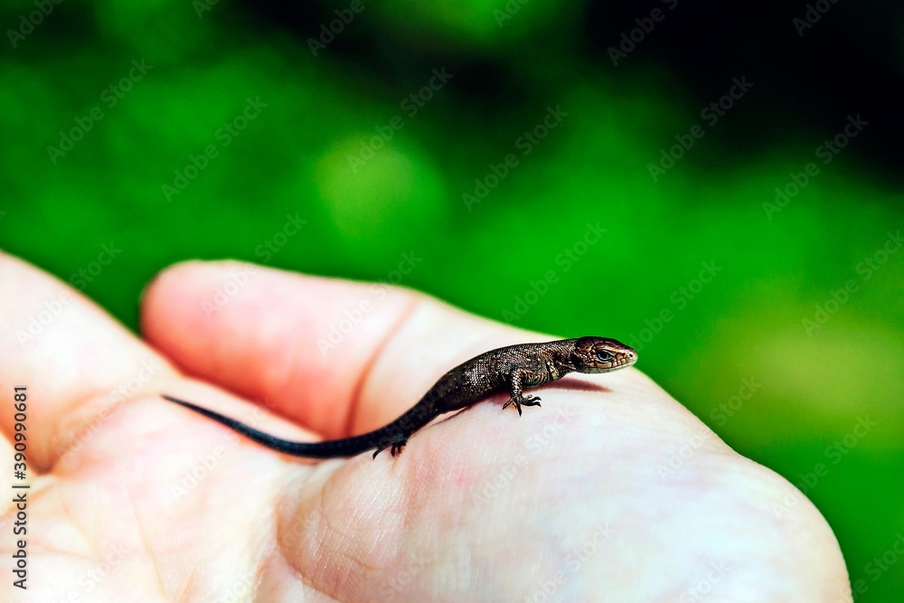 A small lizard sits on the palm of a child.