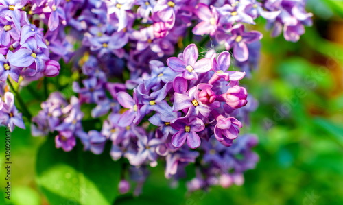 Lilac flowers close-up on green background