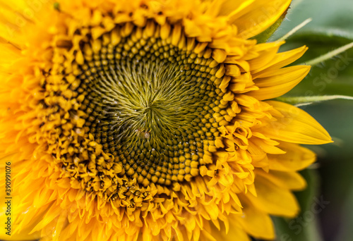 Decorative flower sunflower summer nature