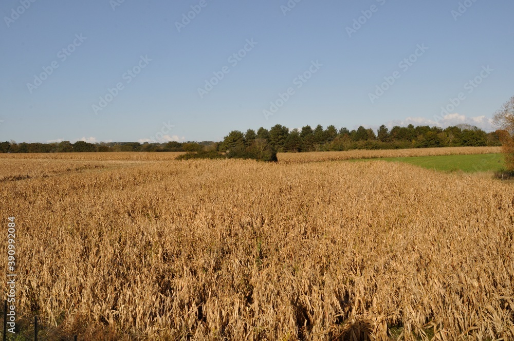 Corn  field at fall in Brittany