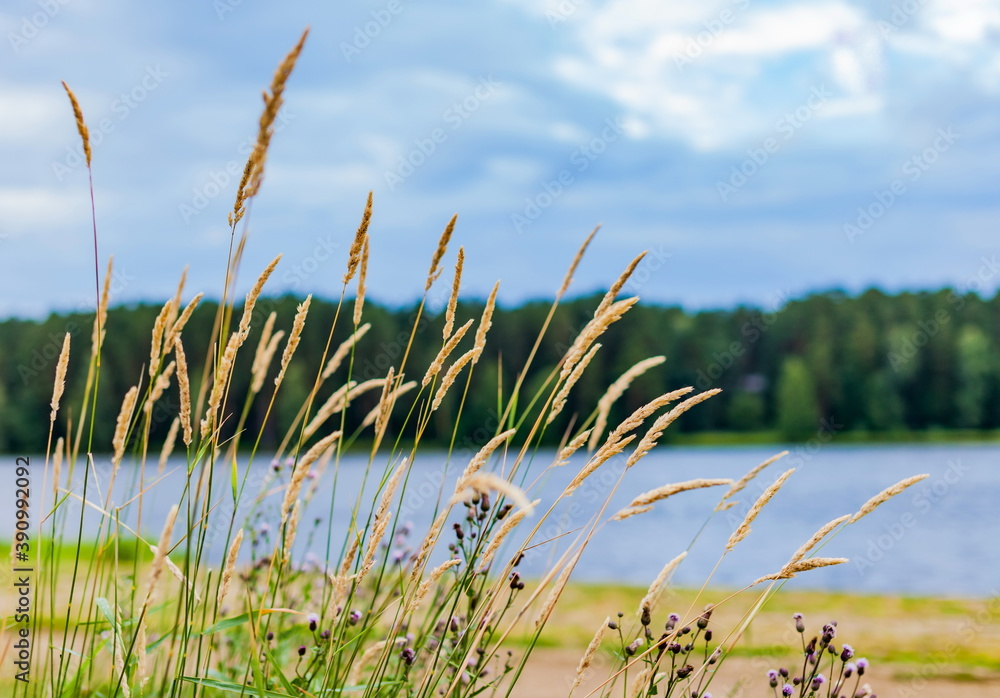 Grass closeup on the background of the river and the forest Grass closeup on the background of the river and the forest