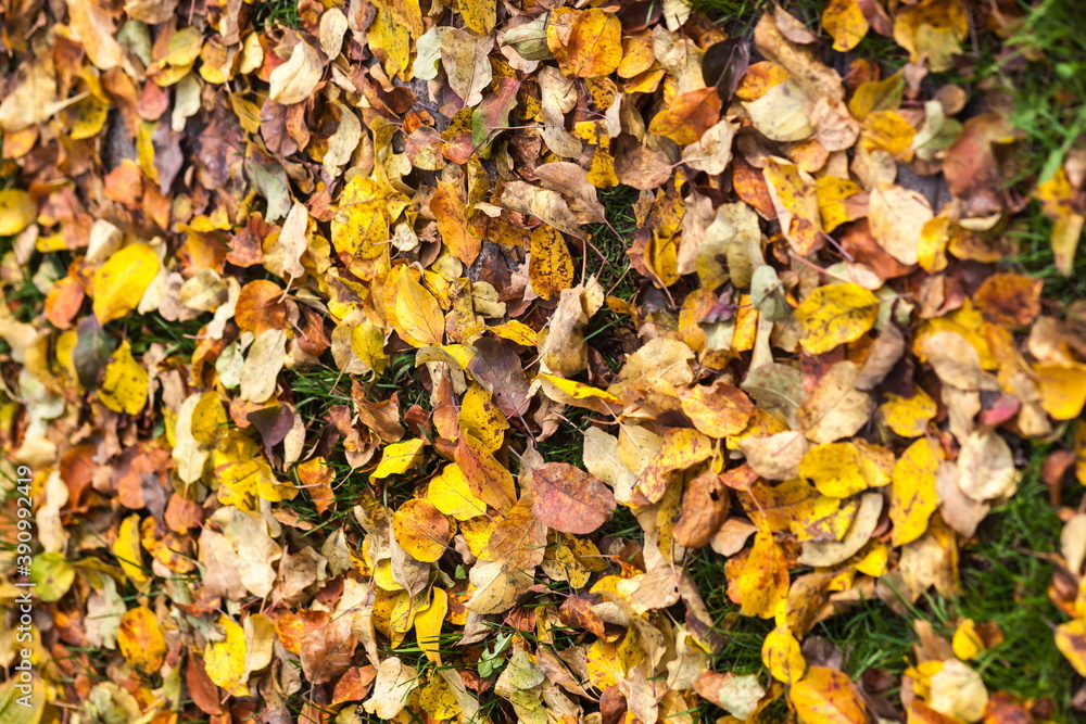 Autumn leaves on the ground Autumn leaves on the ground