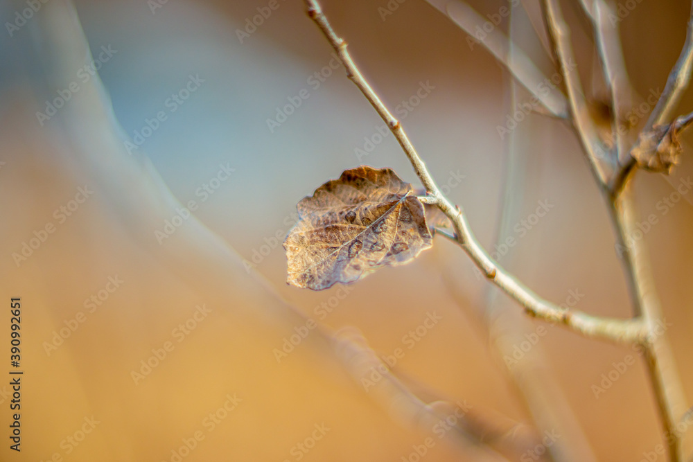 Fototapeta premium Brown lone autumn leaf on a branch. Close up. Soft focus