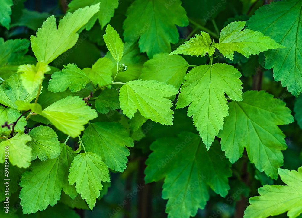 Green leaves of plants (Background, banner, Wallpaper, texture) Green leaves of plants (Background, banner, Wallpaper, texture)