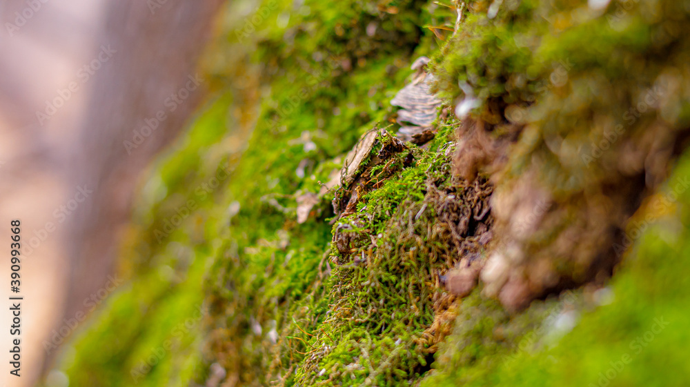Green moss on the surface of the tree. Soft focus. Close up Green moss on the surface of the tree. Soft focus. Close up