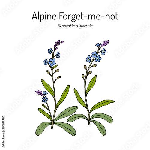 Alpine forget-me-not Myosotis alpestris 
