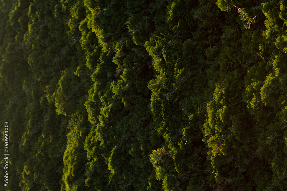background with the green texture, hedge lit by the sun background with the green texture, hedge lit by the sun