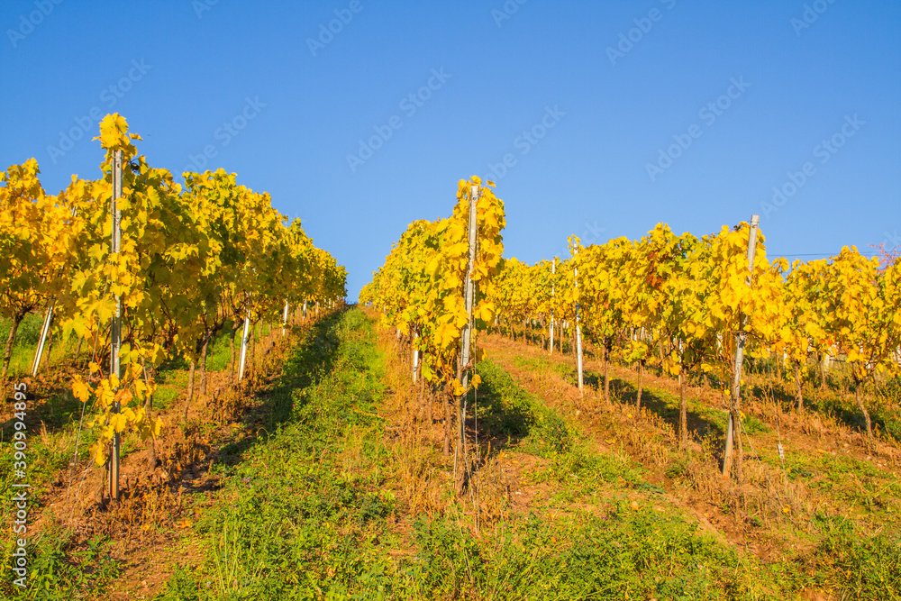Vineyards of Unterjesingen near Tübingen, Germany, with colorful autumn leaves with blue sky